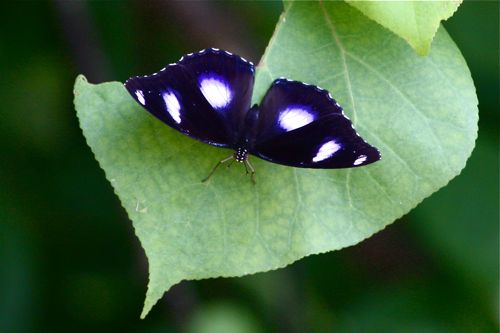 Great Egg Fly (male) butterfly