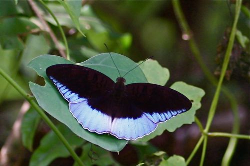 picture of Horsfield's Baron butterfly