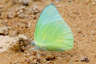Lemon Emigrant butterfly picture