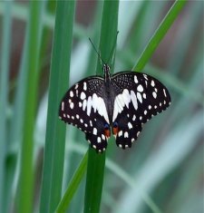 picture of lime butterfly with open wings