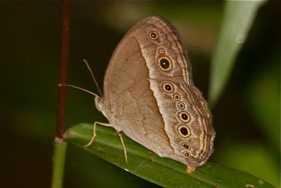 Long Brand Bush Brown butterfly picture