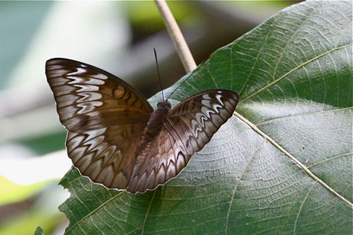 malay viscount butterfly