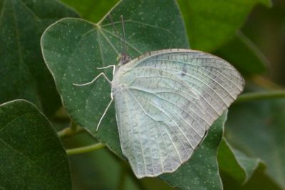 Mottled Emigrant butterfly of malaysia