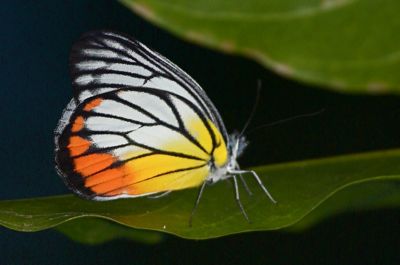 picture of Painted Jezebel butterfly