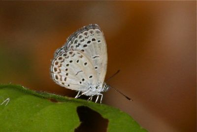 Pale grass Blue butterfly picture