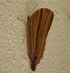 Palm King butterfly image