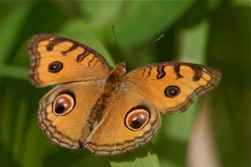 Peacock Pansy butterfly image