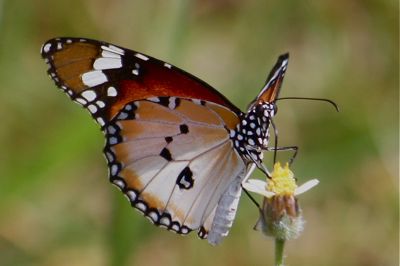  Plain Tiger butterfly image with wings closed