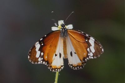picture of Plain Tiger butterfly