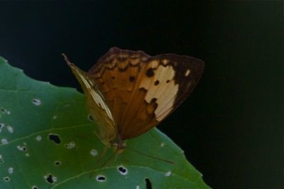 Rustic butterfly picture