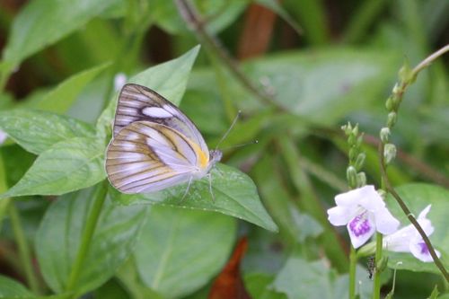 Striped Albatross (female) butterfly picture