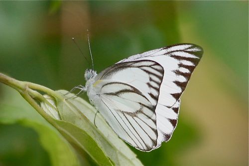 Striped Albatross butterfly