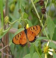 Tawny Coster butterfly picture