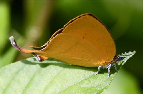 Yamfly butterfly picture