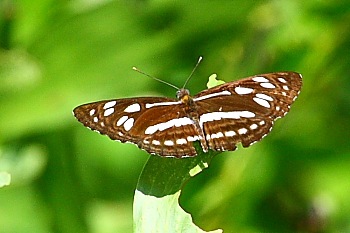 malaysian butterflies - common sailor