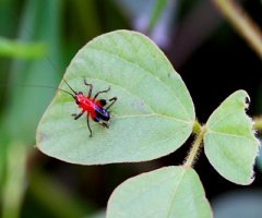 red and black young cricket of malaysia