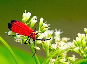 picture of a red bug