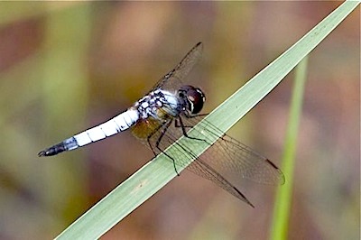 picture of a dragonfly