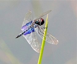 picture of a dragonfly