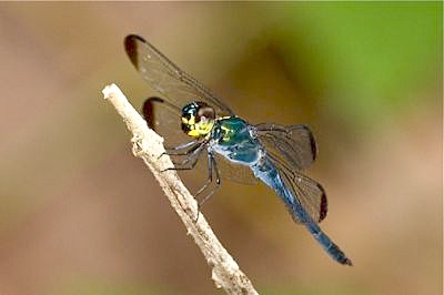 picture of a beautiful blue malaysian dragonfly