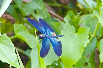 dragonfly with blue-colored wings picture