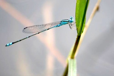 bluish damselfly picture