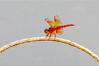 picture of a dragonfly