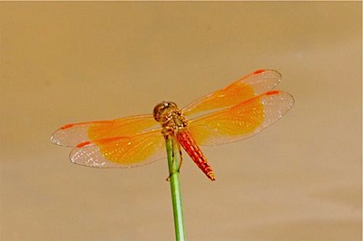 dragonfly picture