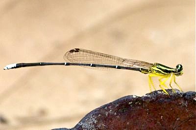 green-colored damselfly picture