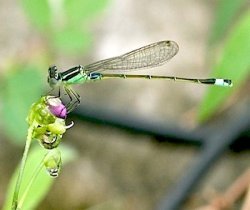 picture of a greenish damselfly