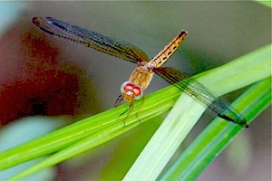 dragonfly photo