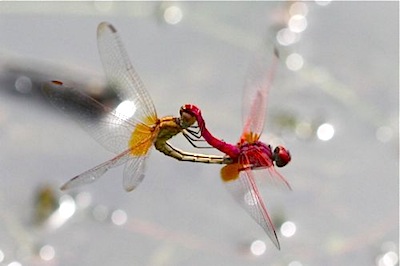dragonflies in mating photo