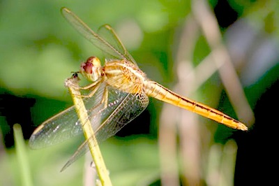 picture of a dragonfly of malaysia