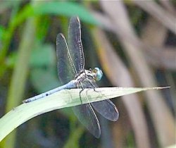 dragonfly photo