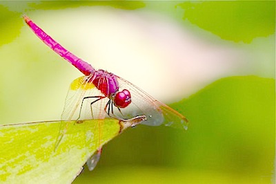 dragonfly picture