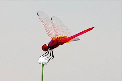 dragonfly picture