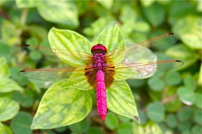picture of a dragonfly