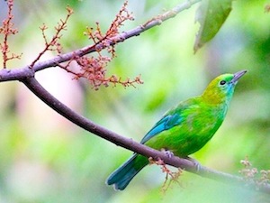 blue-winged leafbird