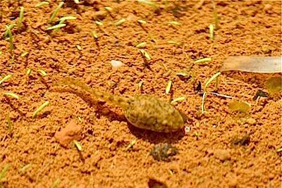 image of frog tadpole in water