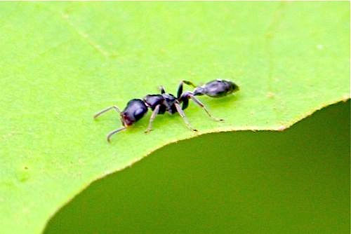 picture of a black ant in malaysia