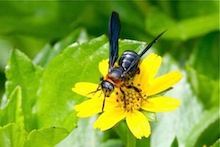 picture of a bee in malaysia