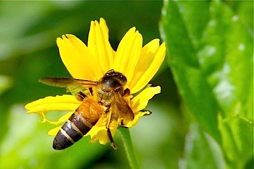 picture of a bee and yellow flower