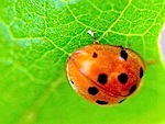 picture of a beetle specie