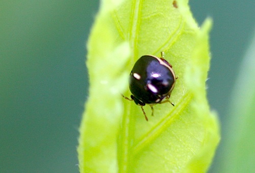 picture of a blackish malaysian ladybug (ladybird) beetle