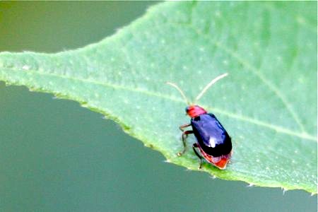picture of a leaf beetle in malaysia