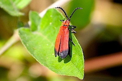 photo of a malaysian net-winged beetle