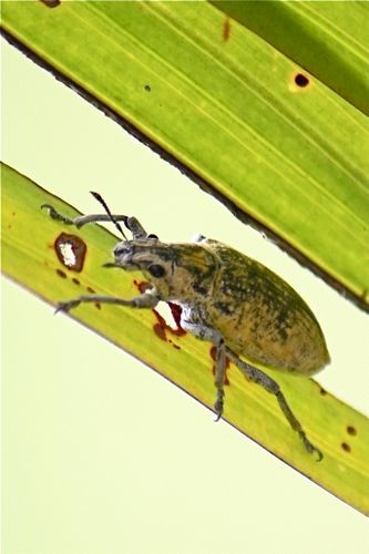 picture of a malaysian scarab beetle on a leaf stalk