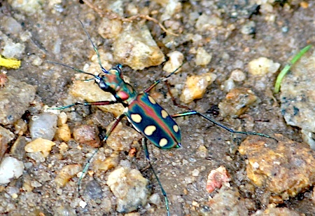 picture of a malaysian tiger beetle specie