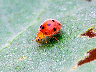 photo of a malaysian weevil with spots