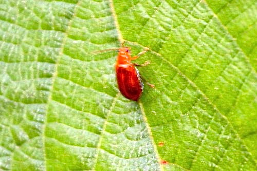 photo of a leaf beetle in malaysia